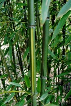 Yellow Groove Bamboo (Phyllostachys Aureosulcata) - 3 Gallon Pot (4-6'+) -Garden Plant Seeds Bamboo Yellow Groove 9