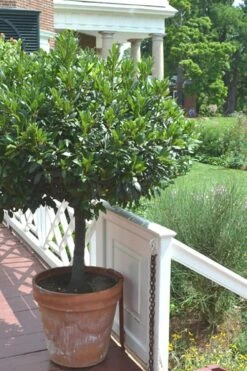 Bay Laurel (Sweet Bay) - Laurus Nobilis - 2 Gallon Pot -Garden Plant Seeds Bay Laurel 10