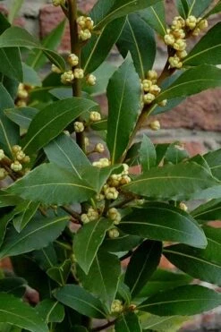 Bay Laurel (Sweet Bay) - Laurus Nobilis - 1 Gallon Pot -Garden Plant Seeds Bay Laurel 2 1