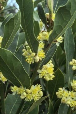 Bay Laurel (Sweet Bay) - Laurus Nobilis - 2 Gallon Pot -Garden Plant Seeds Bay Laurel 3
