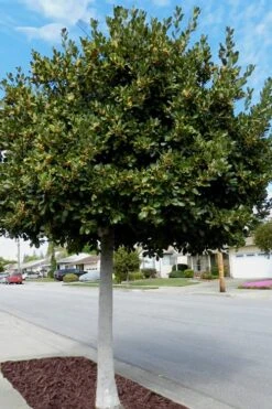 Bay Laurel (Sweet Bay) - Laurus Nobilis - 2 Gallon Pot -Garden Plant Seeds Bay Laurel 5