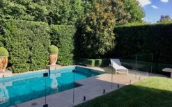 Bay Laurel (Sweet Bay) - Laurus Nobilis - 1 Gallon Pot -Garden Plant Seeds Bay Laurel 7 1