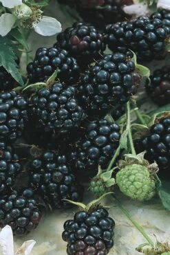 Apache Thornless Blackberry - 2 Gallon Pot -Garden Plant Seeds Blackberry Apache BS