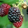 Arapaho Thornless Blackberry - 6 Pack Of 1 Gallon Pots -Garden Plant Seeds Blackberry Arapaho Rev 500x750 1