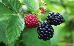 Arapaho Thornless Blackberry - 6 Pack Of 1 Gallon Pots -Garden Plant Seeds Blackberry Arapaho Thornless
