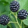 Natchez Thornless Blackberry - 1 Gallon Pot -Garden Plant Seeds Blackberry Natchez BS