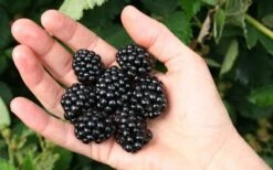 Osage Thornless Blackberry - 6 Pack Of 1 Gallon Pots 9 Osage Thornless Blackberry - 6 Pack Of 1 Gallon Pots -Garden Plant Seeds Blackberry Navaho 1 4