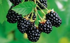 Navaho Thornless Blackberry - 1 Gallon Pot -Garden Plant Seeds Blackberry Navaho 2 1