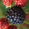 Osage Thornless Blackberry - 6 Pack Of 1 Gallon Pots -Garden Plant Seeds Blackberry Osage 1 1