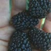 Prime Ark Traveler Blackberry Plant - 2 Gallon Pot 1 Prime Ark Traveler Blackberry Plant - 2 Gallon Pot -Garden Plant Seeds Blackberry Prime Ark Traveler 1