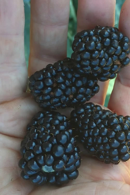 Prime Ark Traveler Blackberry Plant - 2 Gallon Pot 3 Prime Ark Traveler Blackberry Plant - 2 Gallon Pot
