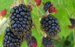 Triple Crown Thornless Blackberry Plant - 1 Gallon Pot 9 Triple Crown Thornless Blackberry Plant - 1 Gallon Pot -Garden Plant Seeds Blackberry Triple Crown