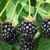 Triple Crown Thornless Blackberry Plant - 1 Gallon Pot -Garden Plant Seeds Blackberry Triple Crown 500x750 1