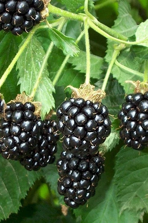 Triple Crown Thornless Blackberry Plant - 1 Gallon Pot 3 Triple Crown Thornless Blackberry Plant - 1 Gallon Pot