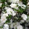 Snowball Bloom 'N Again Azalea - 2 Gallon Pot -Garden Plant Seeds Bloom N Again Snowball 1 500x750 1