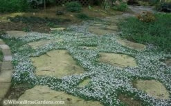 Blue Star Creeper (Laurentia Fluviatilis) - 5 Pack Of Pint Pots -Garden Plant Seeds Blue Star Creeper 20