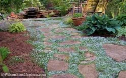 Blue Star Creeper (Laurentia Fluviatilis) - 5 Pack Of Pint Pots -Garden Plant Seeds Blue Star Creeper 21