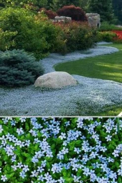 Blue Star Creeper (Laurentia Fluviatilis) - 5 Pack Of Pint Pots -Garden Plant Seeds Blue Star Creeper 24