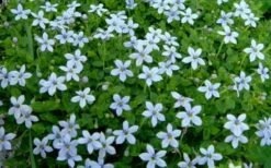 Blue Star Creeper (Laurentia Fluviatilis) - 5 Pack Of Pint Pots -Garden Plant Seeds Blue Star Creeper Laurentia 1