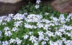 Blue Star Creeper (Laurentia Fluviatilis) - 5 Pack Of Pint Pots -Garden Plant Seeds Blue Star Creeper Laurentia Isotoma