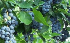 Premier Rabbiteye Blueberry - 7 Gallon Pot 9 Premier Rabbiteye Blueberry - 7 Gallon Pot -Garden Plant Seeds Blueberry Bush Premier 1