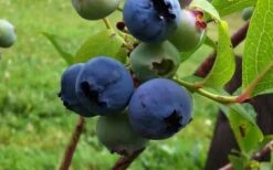 Climax Rabbiteye Blueberry - 1 Gallon Pot -Garden Plant Seeds Blueberry Climax 1
