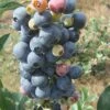 Climax Rabbiteye Blueberry - 3 Gallon Pot -Garden Plant Seeds Blueberry Climax Rev 500x750 1