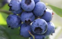 Delite Rabbiteye Blueberry - 3 Gallon Pot -Garden Plant Seeds Blueberry Delite