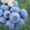 Legacy Highbush Blueberry - 1 Gallon Pot -Garden Plant Seeds Blueberry Legacy Highbush 1
