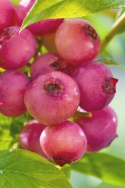 Pink Lemonade Blueberry - 1 Gallon Pot 11 Pink Lemonade Blueberry - 1 Gallon Pot -Garden Plant Seeds Blueberry Pink Lemonade 6 1