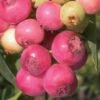 Pink Lemonade Blueberry - 3 Gallon Pot -Garden Plant Seeds Blueberry Pink Lemonade 8