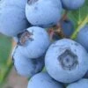 Premier Rabbiteye Blueberry - 7 Gallon Pot -Garden Plant Seeds Blueberry Rabbiteye BS 1
