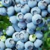 Brightwell Rabbiteye Blueberry - 7 Gallon Pot 1 Brightwell Rabbiteye Blueberry - 7 Gallon Pot -Garden Plant Seeds Blueberry Rabbiteye Brightwell 500x750 1