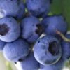 Delite Rabbiteye Blueberry - 3 Gallon Pot 1 Delite Rabbiteye Blueberry - 3 Gallon Pot -Garden Plant Seeds Blueberry Rabbiteye Delite 500x750 1