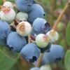 Powderblue Rabbiteye Blueberry - 1 Gallon Pot 2 Powderblue Rabbiteye Blueberry - 1 Gallon Pot -Garden Plant Seeds Blueberry Rabbiteye Powder Blue 500x750 2