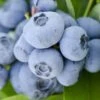 Vernon Rabbiteye Blueberry - 6 Pack Of 1 Gallon Pots -Garden Plant Seeds Blueberry Rabbiteye Vernon 500x750 1