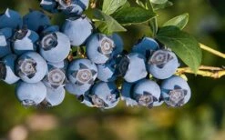 Star Southern Highbush Blueberry - 3 Gallon Pot -Garden Plant Seeds Blueberry Star