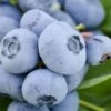 Takes The Cake Rabbiteye Blueberry Bush - 1 Gallon Pot 2 Takes The Cake Rabbiteye Blueberry Bush - 1 Gallon Pot -Garden Plant Seeds Blueberry Takes The Cake 500x750 1