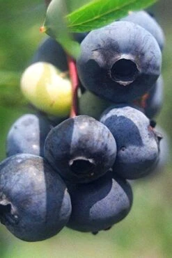 Titan Blueberry - 1 Gallon Pot -Garden Plant Seeds Blueberry Titan 12