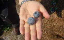 Titan Blueberry - 1 Gallon Pot -Garden Plant Seeds Blueberry Titan