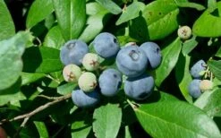 Vernon Rabbiteye Blueberry - 6 Pack Of 1 Gallon Pots -Garden Plant Seeds Blueberry Vernon