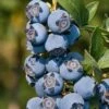 Star Southern Highbush Blueberry - 3 Gallon Pot -Garden Plant Seeds Blueverry Southern Highbush Star 500x750 1