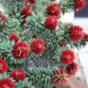 Little John Dwarf Red Bottlebrush (Callistemon Citinus) - 1 Gallon Pot -Garden Plant Seeds Bottlebrush Little John 3