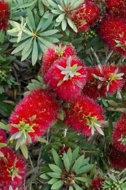 Little John Dwarf Red Bottlebrush (Callistemon Citinus) - 1 Gallon Pot -Garden Plant Seeds Bottlebrush Little John 4