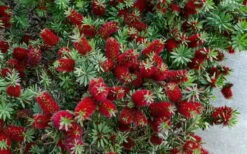 Little John Dwarf Red Bottlebrush (Callistemon Citinus) - 1 Gallon Pot -Garden Plant Seeds Bottlebrush Little John 7