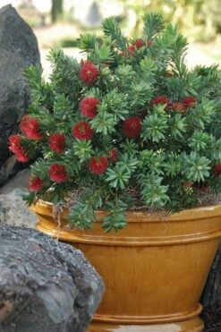 Little John Dwarf Red Bottlebrush (Callistemon Citinus) - 1 Gallon Pot -Garden Plant Seeds Bottlebrush Little John 9