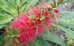 Woodlanders Cold Hardy Red Bottlebrush - Callistemon - 1 Gallon Pot 12 Woodlanders Cold Hardy Red Bottlebrush - Callistemon - 1 Gallon Pot -Garden Plant Seeds Bottlebrush Woodlanders Hardy 1