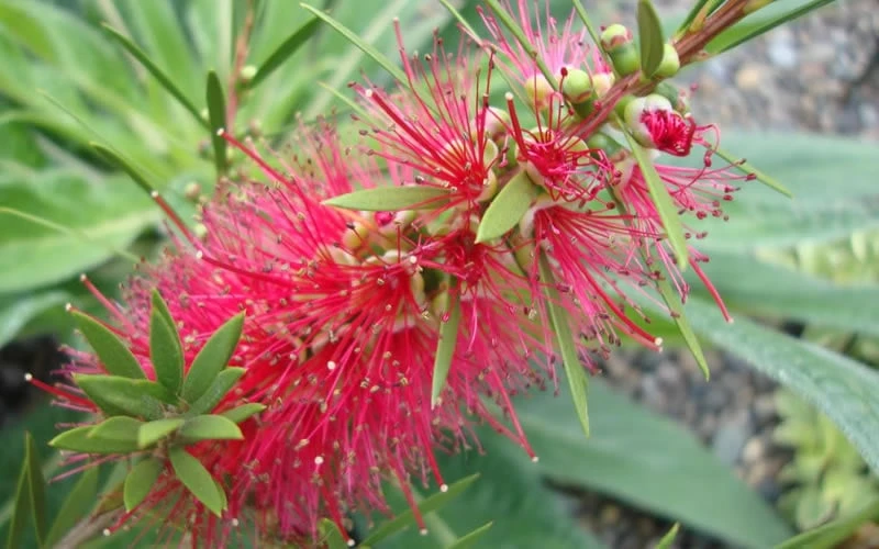 Woodlanders Cold Hardy Red Bottlebrush - Callistemon - 1 Gallon Pot 7 Woodlanders Cold Hardy Red Bottlebrush - Callistemon - 1 Gallon Pot - Image 5