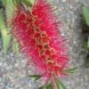 Semmes Cold Hardy Red Bottlebrush - Callistemon - 3 Gallon Pot -Garden Plant Seeds Bottlebrush Woodlanders Hardy Red 10