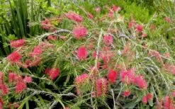 Semmes Cold Hardy Red Bottlebrush - Callistemon - 3 Gallon Pot -Garden Plant Seeds Bottlebrush Woodlanders Hardy Red 17